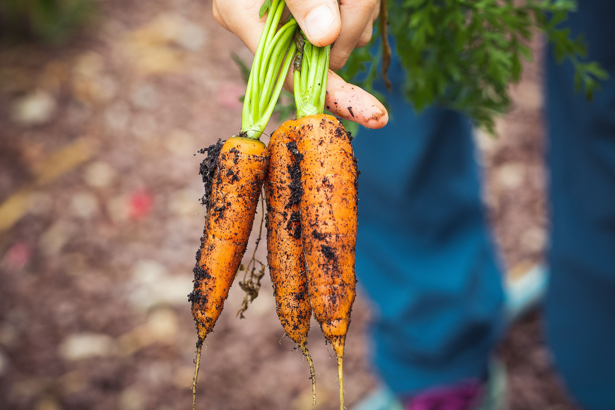 bundle of carrots