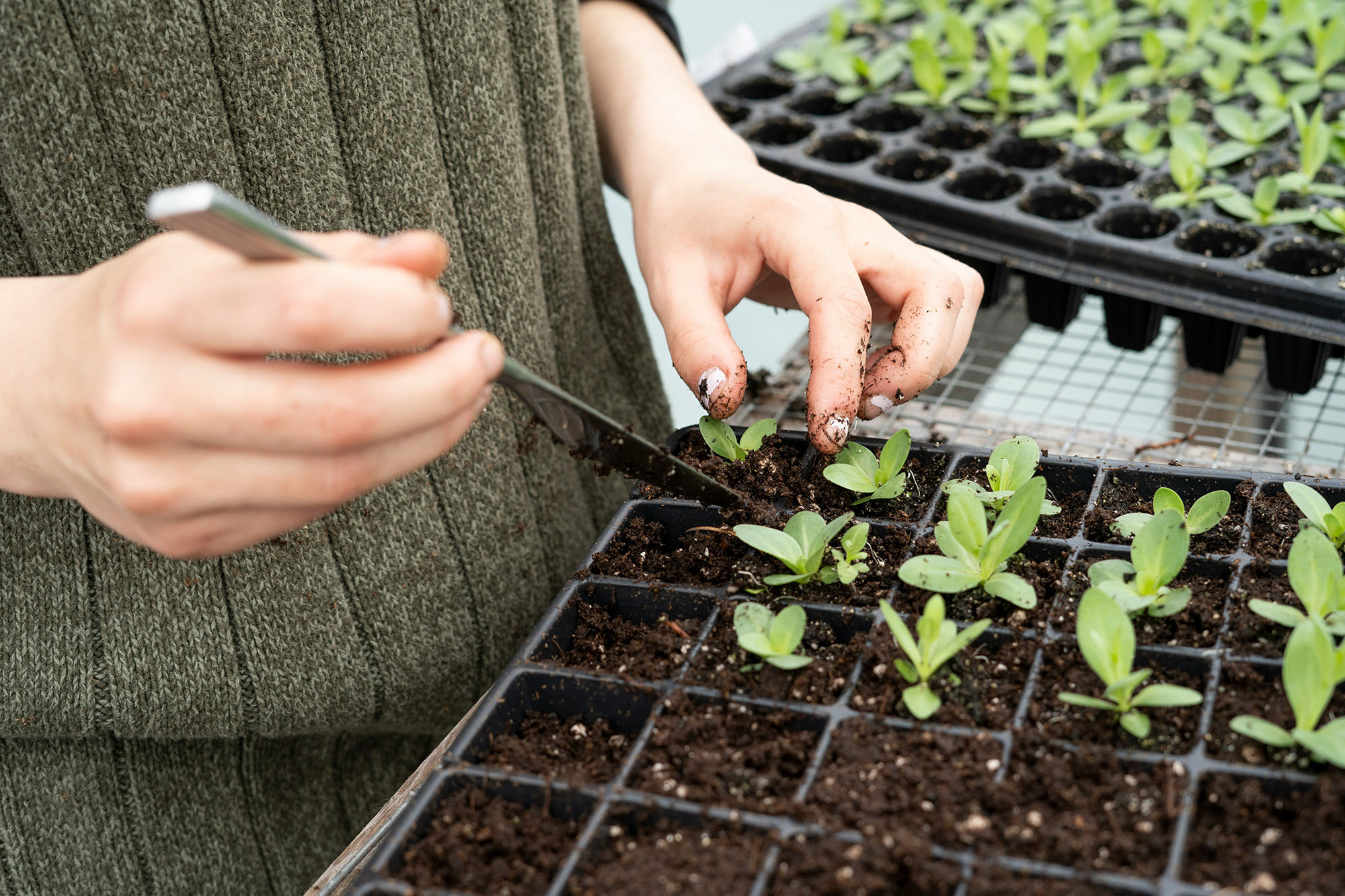 farmer transplanting seedlings