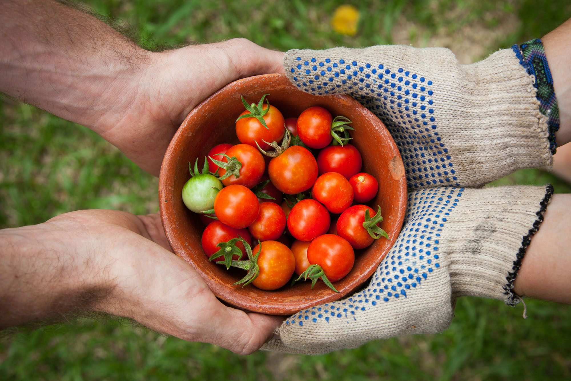 handful of tomatoes